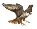 Peregrine Falcon, Falco peregrinus