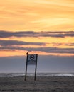 Peregrine falcon Falco peregrinus resting on a `Swimming Prohibited` sign on an empty beach at sunset. Long Island,  NY Royalty Free Stock Photo