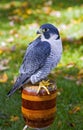 Peregrine Falcon (Falco peregrinus) Sits on Perch