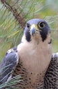 Peregrine Falcon