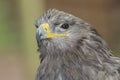 Peregrine Falcon? Royalty Free Stock Photo