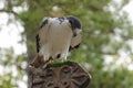 Perched peregrine falcon looking down