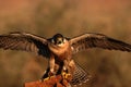 Peregrine falcon on fist