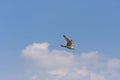 Peregrine Falcon in flight in blue sky Royalty Free Stock Photo
