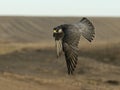 Peregrine Falcon