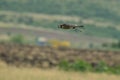 Peregrine Falcon in flight