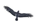 Peregrine falcon in flight viewed from above. 3D illustration isolated on white with clipping path