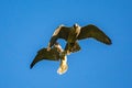 Peregrine falcons in flight in the wild, wales, uk