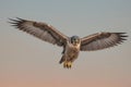 A Peregrine Falcon flying against sky at sunset Royalty Free Stock Photo