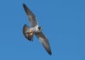 Peregrine Falcon Flying in the Sky