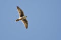 Prairie Falcon Flying in a Blue Sky Royalty Free Stock Photo