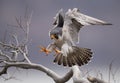 Peregrine Falcon Flying in the Sky