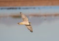 Peregrine Falcon flying low over the water