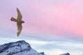 Peregrine falcon flying over snow mountain background