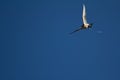 A peregrine falcon flying in the sky at the Grouse Mountain in Vancouver, Canada Royalty Free Stock Photo