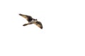 Prairie Falcon Flying on White Background Royalty Free Stock Photo