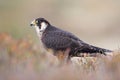 Peregrine Falcon, Falco peregrines Royalty Free Stock Photo