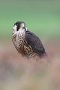 Peregrine Falcon, Falco peregrines Royalty Free Stock Photo