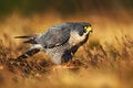 Peregrine falcon in the grass. Bird of prey Peregrine Falcon in heather meadow. Peregrine falcon in the nature habitat. Summer day Royalty Free Stock Photo