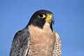 Peregrine falcon head