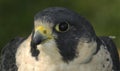 Peregrine Falcon Head & Shoulders Royalty Free Stock Photo