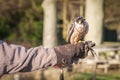 Peregrine falcon