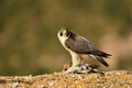 peregrine falcon keeps watch with its prey in its talons