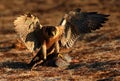 Peregrine falcon on kill