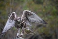 Peregrine Falcon landing on perch Royalty Free Stock Photo