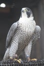 Peregrine Falcon looking up to the sky. Royalty Free Stock Photo