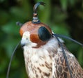 Peregrine falcon with mask