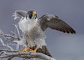 Peregrine Falcon Royalty Free Stock Photo