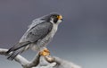 Peregrine Falcon in New Jersey