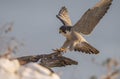 Peregrine Falcon