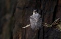 A Peregrine Falcon in New Jersey Royalty Free Stock Photo