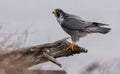 Peregrine Falcon in New Jersey Royalty Free Stock Photo