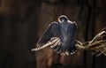 A Peregrine Falcon in New Jersey Royalty Free Stock Photo