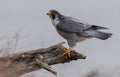 Peregrine Falcon in New Jersey Royalty Free Stock Photo