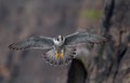 Peregrine Falcon in New Jersey Royalty Free Stock Photo