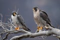 Peregrine Falcon in New Jersey Royalty Free Stock Photo