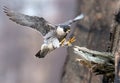 Peregrine Falcon in New Jersey