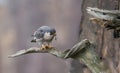 Peregrine Falcon in New Jersey Royalty Free Stock Photo