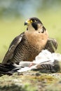 Peregrine Falcon