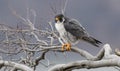 Peregrine Falcon Perch on Branch Royalty Free Stock Photo