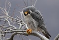 Peregrine Falcon Perch on Branch Royalty Free Stock Photo
