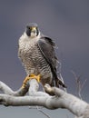 Peregrine Falcon Perch on Branch Royalty Free Stock Photo