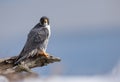 Peregrine Falcon Perch on Branch Royalty Free Stock Photo