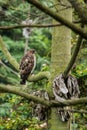 Peregrine falcon perched on a branch