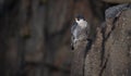 Peregrine Falcon Perched cliff at Sunrise