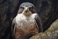 peregrine falcon perched, eyes locked on target Royalty Free Stock Photo